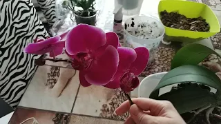 Пересадка орхидеи "жемчужина ипиратора"#фаленопсис#орхидея#пересадка