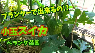 【プランター菜園】小玉スイカ