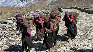 The Hard Life a Nomadic woman in the mountains || documentary about the life of a nomadic Village