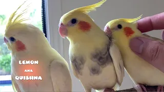 Baby Cockatiel Siblings' Perch Challenge