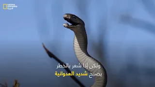 المامبا السوداء