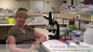 Cancer in Tasmanian Devils: Professor Jenny Graves. ANU 2010