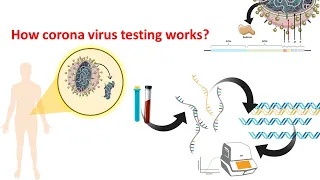 How corona virus testing works?