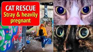 Cat Rescue - Abandoned & left to fend for themselves (re-edited).