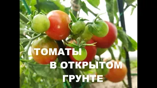 Обзор томатов в открытом грунте 15 июля 2022 года Тверская область #томаты,#выращивание,#ранние