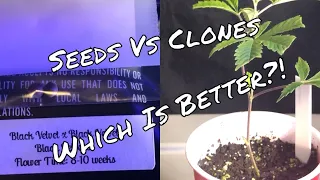 Seeds Vs Clones, Which Is Better?
