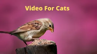 TV for Cats 😻8Hours ⭐ Cat TV.  Videos for Cats to Watch Summer Birds and Squirrels 🐦 Birds for Cats