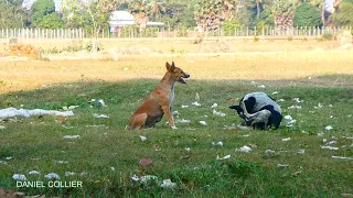 Evening SummerDogs Meeting in The Field