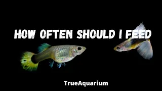 How Often Should I Feed Guppies and guppy fry?