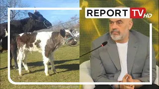 Rama i përgjigjet Braçes: Më thuaj ku ikën lopët, sot Shqipëria prodhon 97% të qumështit që konsumon