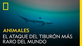 El ataque de tiburón más raro del mundo | NATIONAL GEOGRAPHIC ESPAÑA