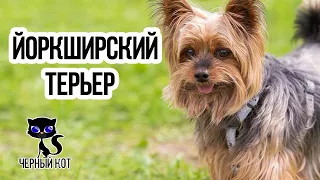 ✔ Йоркширский терьер, плюсы и минусы породы, с которыми столкнётся владелец собаки