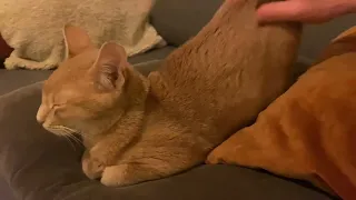 Less talk, more butt scratch