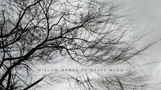 Strong howling wind sound , 2 hours ambience , hypnotic swaying of willow in relaxing heavy wind