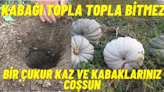 BU YÖNTEMİ DAHA ÖNCE GÖRMEDİN..KABAK DİKMEDE FARKLI BİR BAKIŞ OLMUŞ