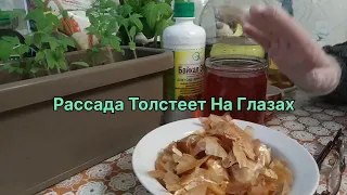 Рассада толстеет на глазах! Органическая подкормка из луковой шелухи!