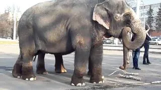 Слоны на улице в Кемерове