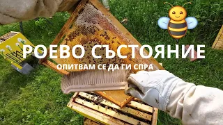 РОЕВО СЪСТОЯНИЕ