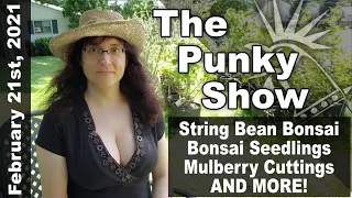 String Bean Bonsai, Currant / Mulberry Cuttings, Bonsai Seedlings AND MORE!