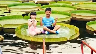 Taiwanese take lotus pose on giant water lily leaf