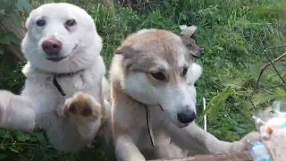 Волчан арестован/Творог в берёзках/