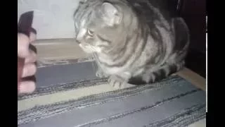 Реакция кота на расчёску:)