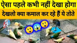 Toto (parrots) ka aisa basketball match pehle kabhi nahi dekha hoga. तोतों का कमाल देखिए।