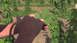 HOPS TV - Episode 3: Predators- Aphids, Two-spotted spider mite, and Mildew