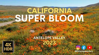 California SUPER BLOOM Antelope Valley 2023! Cinematic, EPIC 4K drone footage of poppies with music!