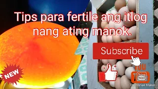 Tips pano maging fertile ang itlog nang ating manok .Lets Go mga ka Farm