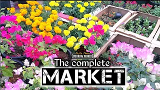 The complete market | mina | Abu Dhabi | Part-1 | indoor & outdoor plants