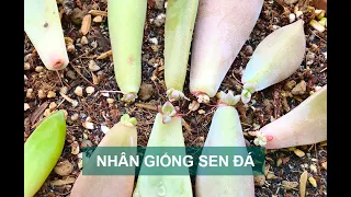 How to Propagate Succulents Fast n Easy| www.vuonsenda.vn