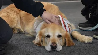 A Dog's Unbreakable Friendship and a hardened wicked owner