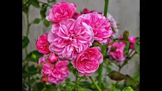 Fruit and Flowers