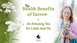 Health Benefits of Yarrow Plant + Yarrow Tea for Colds and Flu