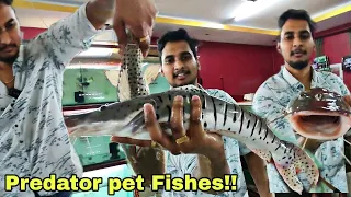 Monster Fishes in coimbatore |  Bermuda triangle aquatics | தமிழ் | Pet Fishes