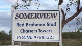 Somerview - Red Brahman Stud, Charters Towers