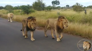 Casper The White Lion And Brothers - From Tourist POV  - Up Close