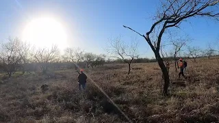 Quail Hunting with German Shorthairs, English Pointer and a Weimaraner   HD 1080p