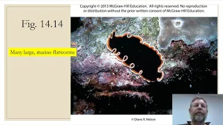 Zoology Lab 07 - Flatworms Part 1