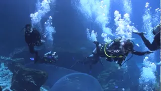 Scuba Diving with Whale Sharks at the Georgia Aquarium(02/01/2015)