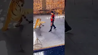 Tiger trainer in the circus 🕊️