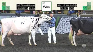 740 HOLSTEIN SIX-YEAR-OLD & OLDER COW