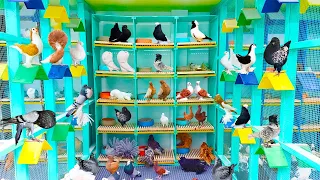 Fancy Pigeon Biggest Setup in Multan | Top Quality Fancy Kabutar | Fancy Pigeon Market | Pak Pets