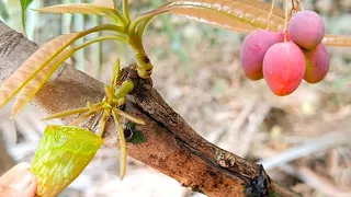 Best Natural Aloe Vera Hormone For Grafting Mango On Small Branches | Grafting Mango Tree