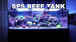 GERMAN REEF TANKS - SPS dominated 720 l REEF AQUARIUM *highlights*