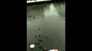 Guy feeds ducks when drunk