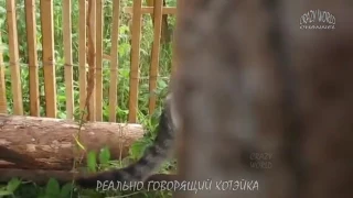 СМЕШНЫЕ КОТЫ И КОШКИ 2017 ПРИКОЛЫ С КОТАМИ И КОШКАМИ 2017 FUNNY CATS THE