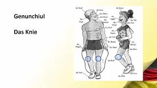 Invata Germana | Partile corpului uman - DIE KÖRPERTEILE