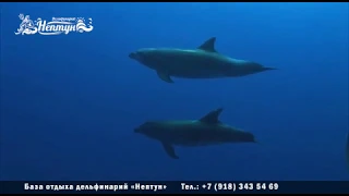 Дельфинотерапия в Крыму, Евпатория , дельфинами в Нептун Евпатория,